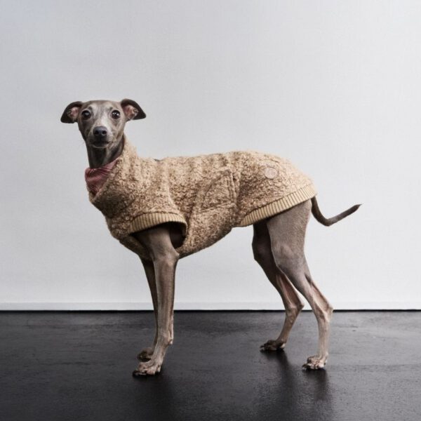 C7 Gotland Sandy Brown am Hund