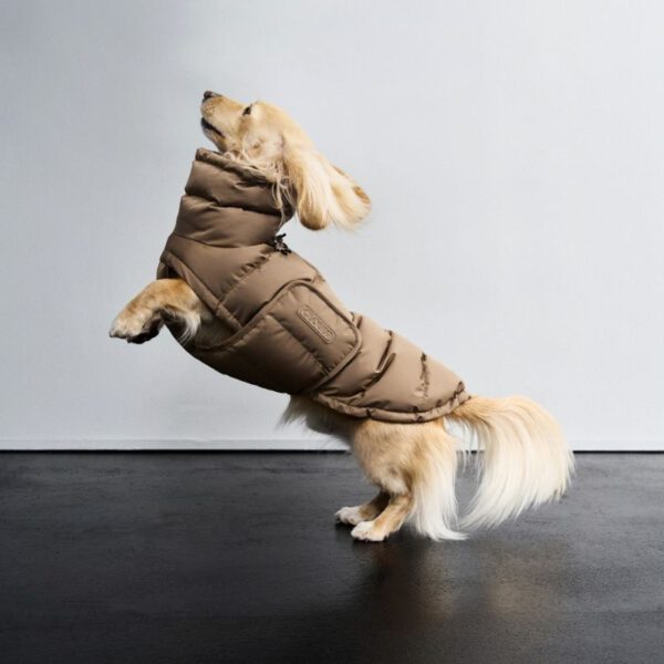 Cloud7 Hundemantel Dackel Alaska Light Olive – Bild 3