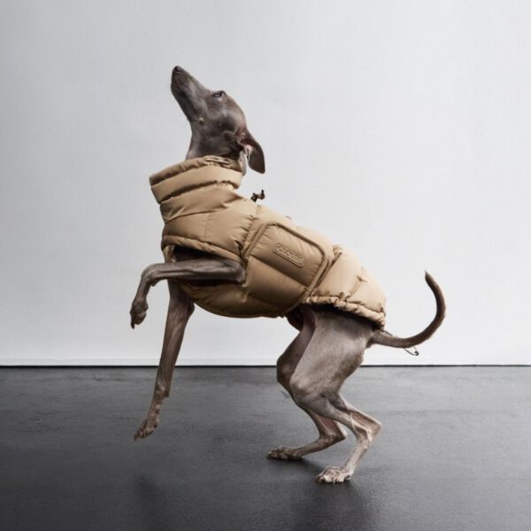 Cloud7 Hund Mantel Alaska sandy brown