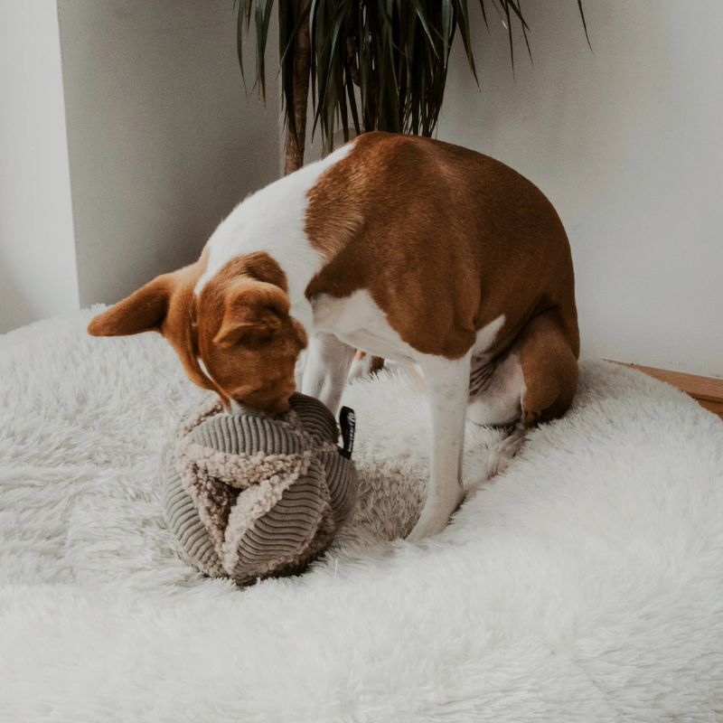 District70 Schnüffelball Bobby