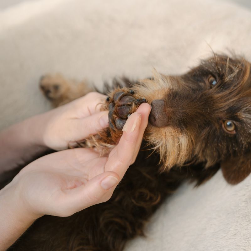 LILA LOVES IT Pfötchenpflege