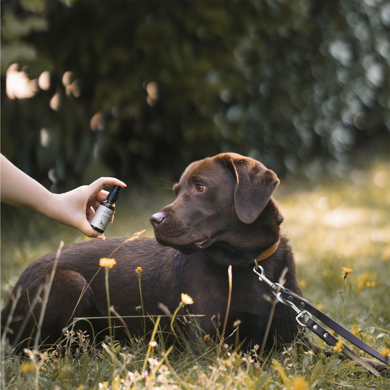 LILA LOVES IT Silbersray