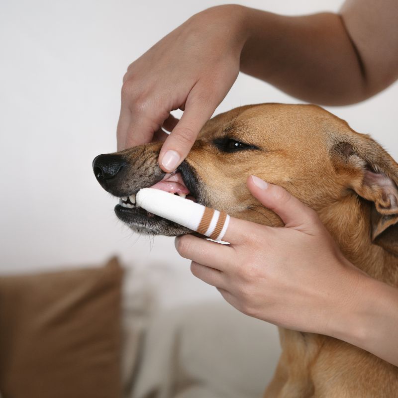 LILA LOVES IT Zahnfingerling (2)