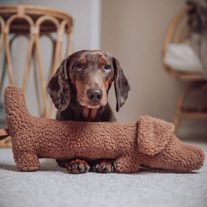 Lieblingspfote Dackel Musch