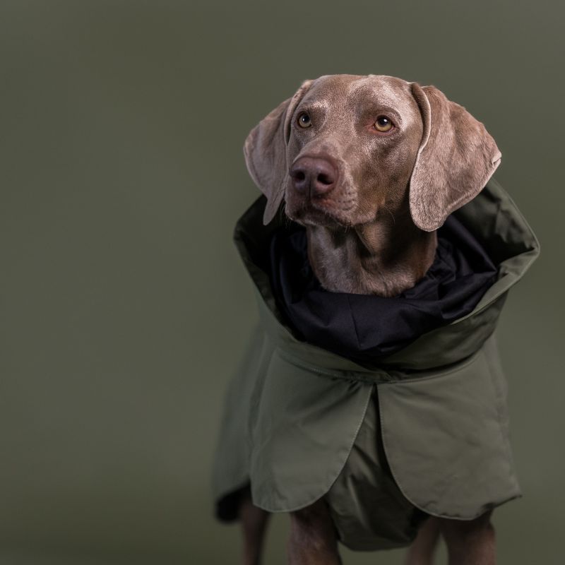 PAIKKA Wintermantel Grün Hund