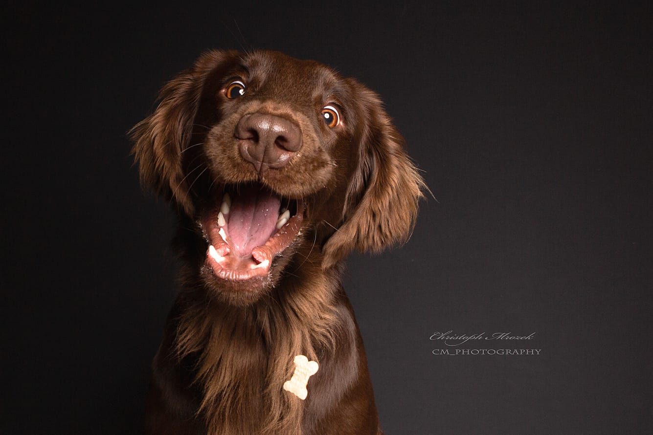 Hunde Foto Shooting Bochum