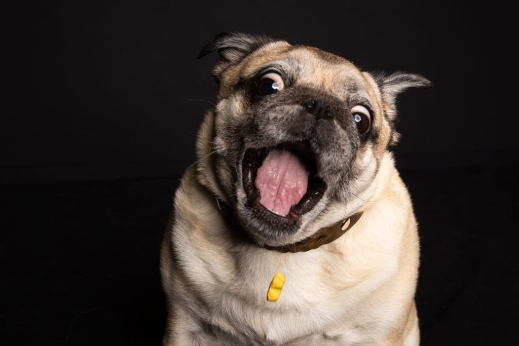 fang beim hund