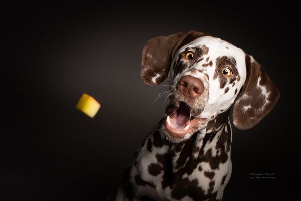 Hunde Foto Shooting Bochum