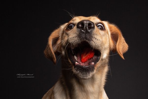 Hunde Foto Shooting Bochum