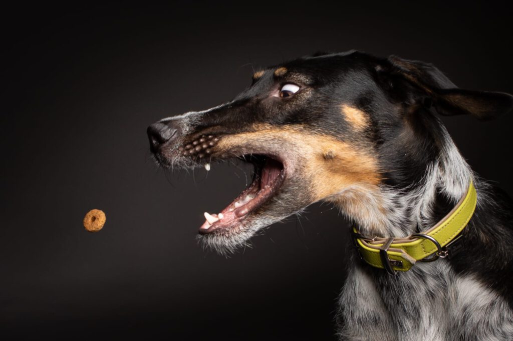 Hunde Fotoshooting &quot;FangdenKeks&quot; Pfotenkram