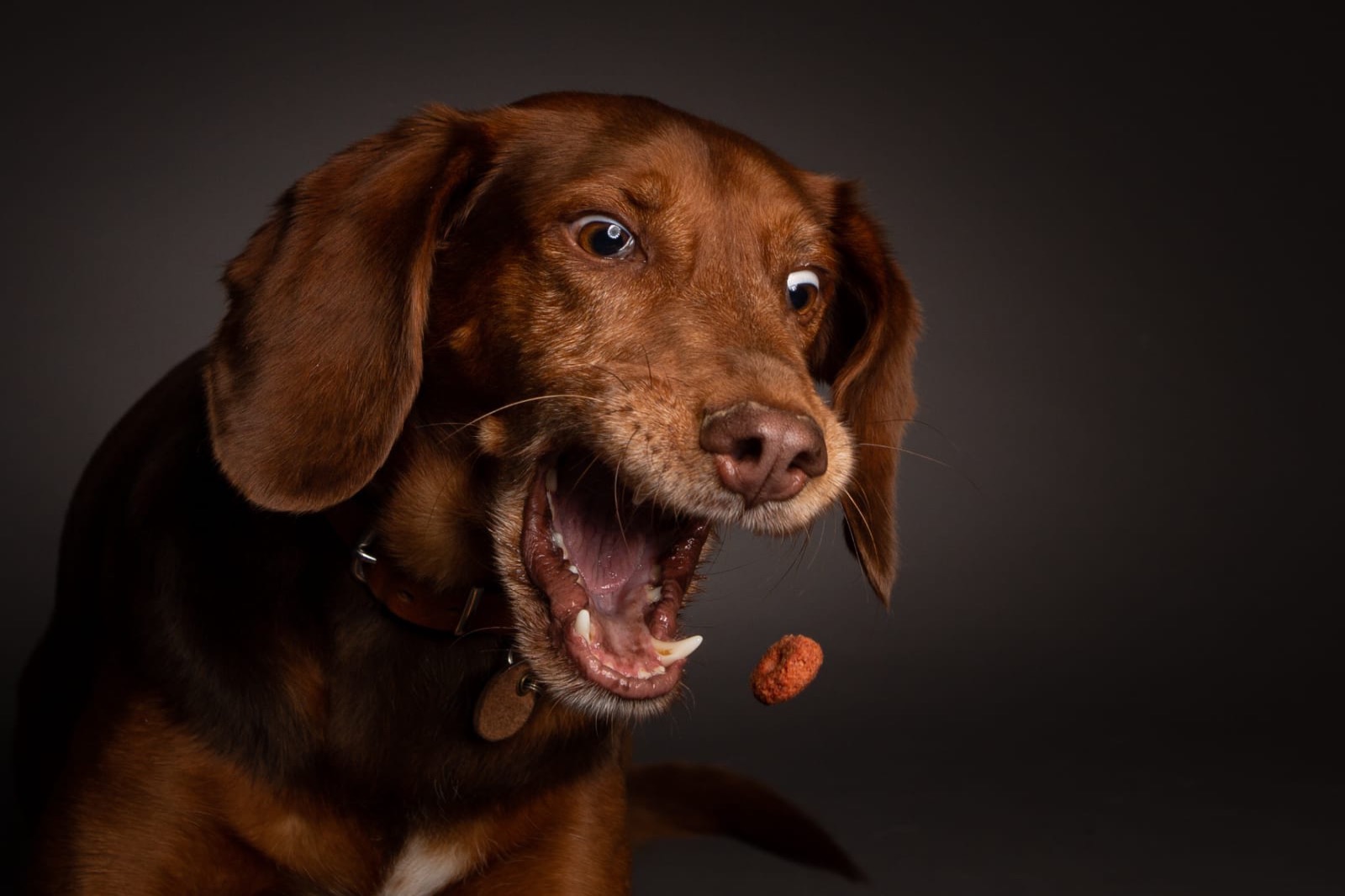 Hunde Fotoshooting &quot;FangdenKeks&quot; Pfotenkram