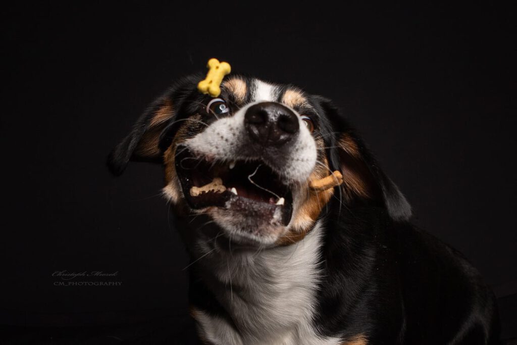 Hunde Fotoshooting &quot;FangdenKeks&quot; Pfotenkram