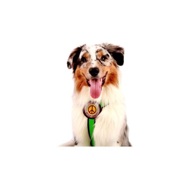 StyleSnout Sicherheitsgeschirr – Patch&Safe – Froschgrün-Black vorne Hund