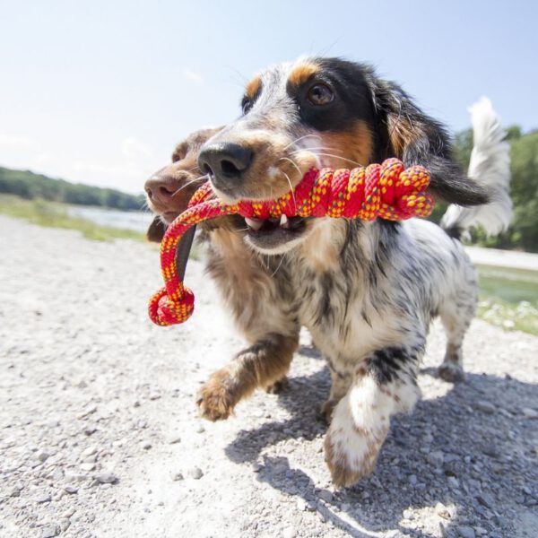 Treusinn Spiely mit Hund